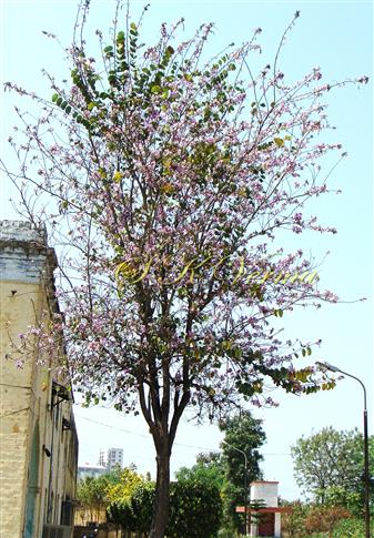  Plant
